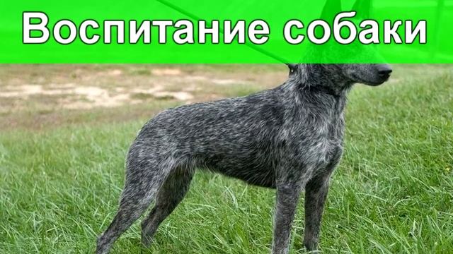 Австралийская короткохвостая #собака - описание #породы, интересные факты смотреть онлайн