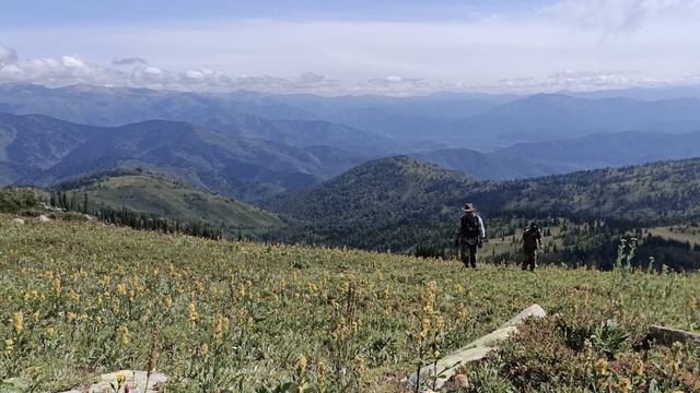 Поход в горы за черникой смотреть онлайн