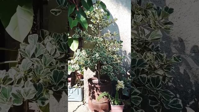 FICUS TRIANGULARIS VARIEGATA #shorts #gardening #plantita #gardener смотреть онлайн