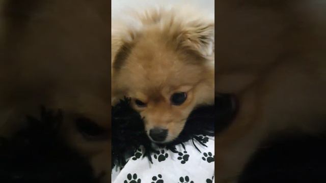 на вкус и цвет ...😁😆😁 #животные #собака #шпиц #dog #милота #юмор #питомцы #приколы смотреть онлайн
