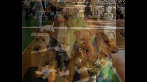 Питомник наш.  My Kennel.