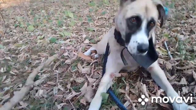 ПРОГУЛКА В ЛЕСУ / ВЛОГ / ХАНААНСКАЯ СОБАКА смотреть онлайн