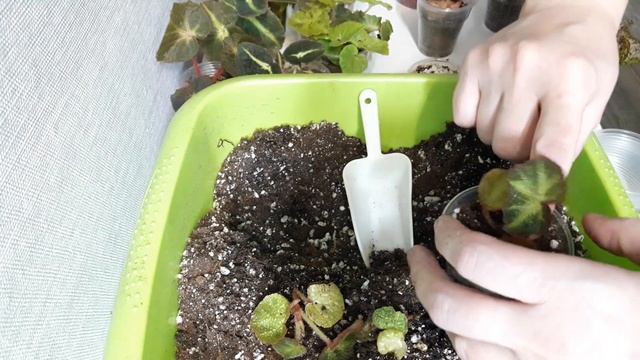 КОМНАТНЫЕ РАСТЕНИЯ(ЦВЕТЫ).ПОКУПКА.БЕГОНИИ.ДЕЛА. смотреть онлайн