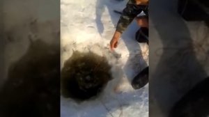 Ловля тайменя зимой на реке Зея ! Таймень 6 кг !