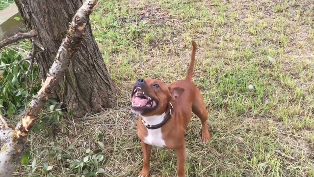 Staffordshire Bull Terrier Paco смотреть онлайн
