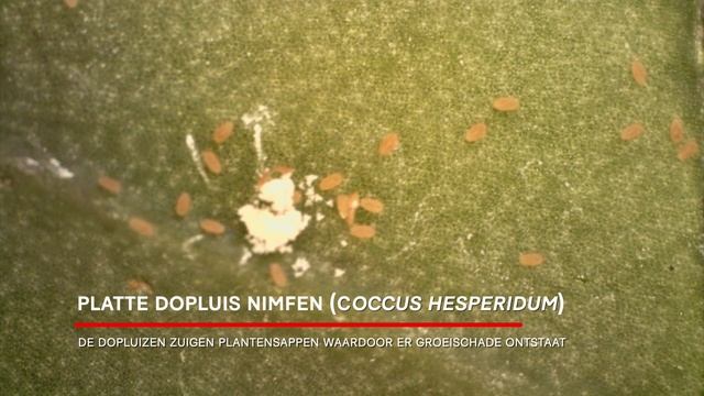 Dopluis nimfen - Coccoidea | Plagen смотреть онлайн