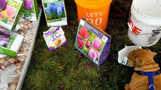 Digging Trenches, Laying Bulbs With An English Bulldog Puppy