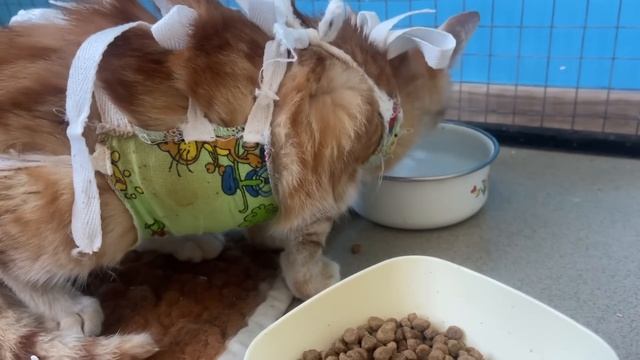 У ВЫЖИВШЕГО котенка проснулся аппетит! смотреть онлайн