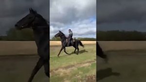 Иноходец. Идеален для прогулок. Жеребец Кэмерон.