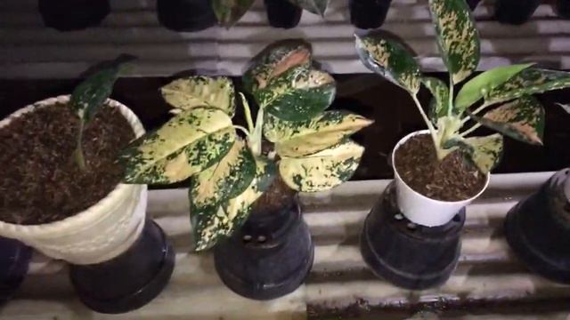 🔴 [LIVE] BUAT 20 PAKET AGLAONEMA MURMER смотреть онлайн