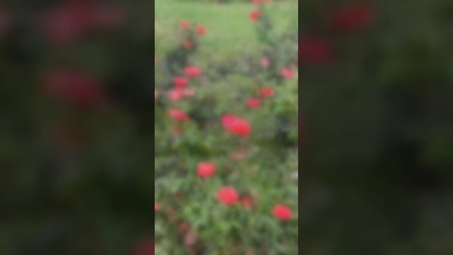 Cathedral of the "Holy Trinity" in October. Tbilisi. ?? Собор «Цминда Самеба» #shorts #georgia смотреть онлайн