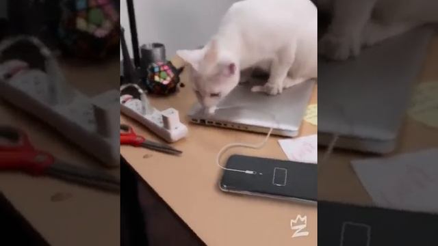 Zach King Vines In Reverse смотреть онлайн