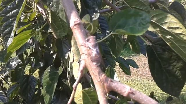 жук погремушка смотреть онлайн