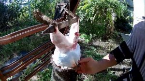 Разделываю нутрию