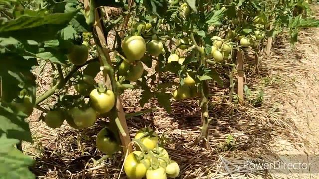 Tomat Carina - Seloi Craic смотреть онлайн