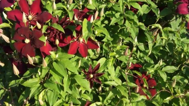 Клематис Ниобе (Niobe)- один из лучших пурпурных сортов смотреть онлайн