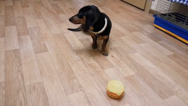 Такса найденыш девочка смотреть онлайн