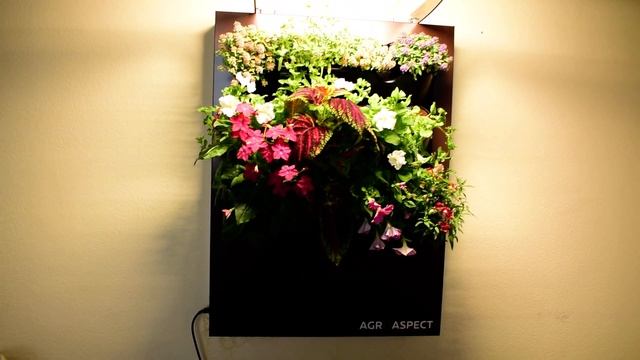 Автоматизированная фитокартина FLORIE смотреть онлайн