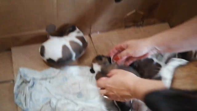 Щенки фокстерьера смотреть онлайн