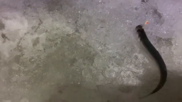 Ловля корюшки . Финский залив. Дамба. Южная ветка. 02.02.19 смотреть онлайн