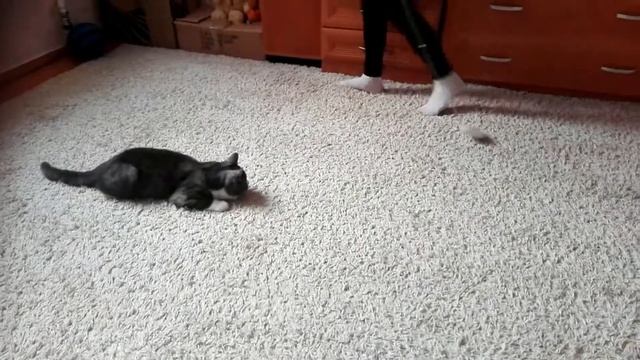 Приколы с котами! Кот нападает! смотреть онлайн