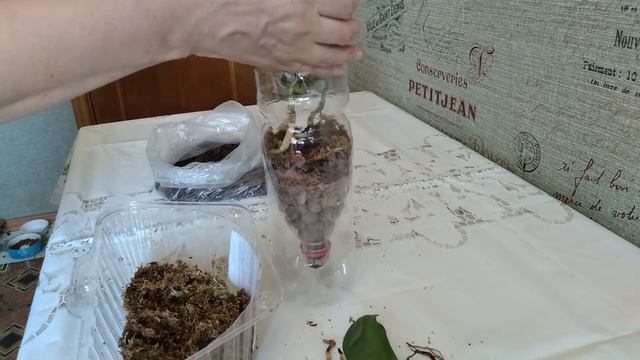 Пересадка ОРХИДЕИ Wild Peach (Дикий персик) смотреть онлайн