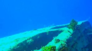 Дикая природа  Удивительный мир морских глубин Багамских островов