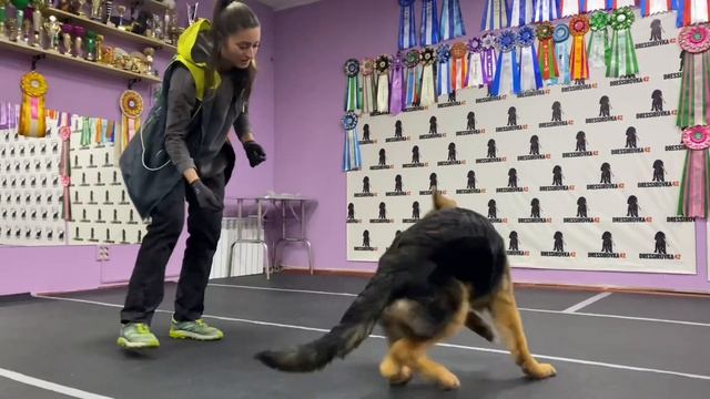 Батон 4,5 мес Тренировка смотреть онлайн