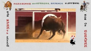 Свирепые БЫКИ / Испанская коррида