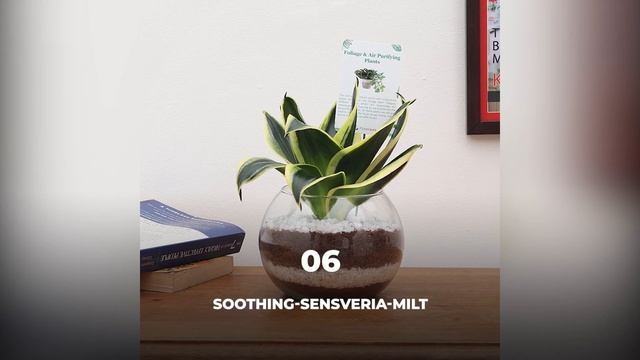 10 Terrarium Plants That Enhance Home Decor! смотреть онлайн