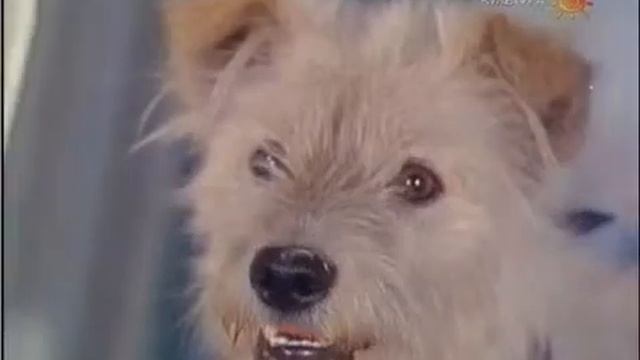 Стрижка мальтийских болонок по-королевски смотреть онлайн