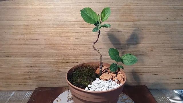 Бонсай из яблони укорененного черенка смотреть онлайн