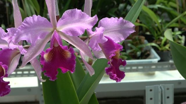 Цветение 08.22. Cattleya Hardyana , Cattleya Kienastiana, Lycaste Cruenta, Cattleya Mrs G E Baldwin