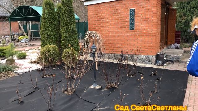 У Соседей.Закрываем Цветники Черным Агроволокном.Рассыпаем Кору.Почему это трудный Способ.Сад.Дача. смотреть онлайн