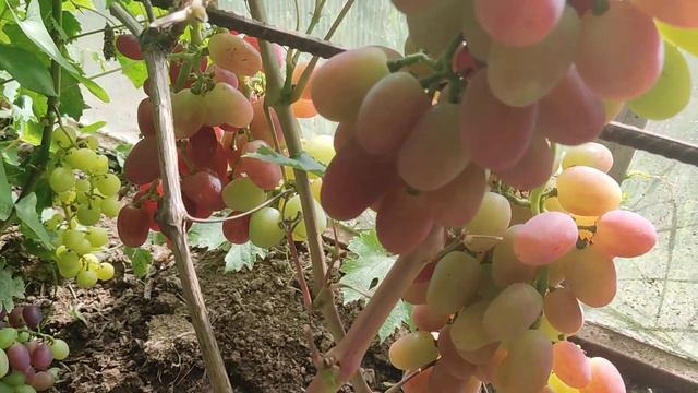 #Виноград_Снежок очень раннего срока созревания с крупными ягодами и гроздями 2022г смотреть онлайн
