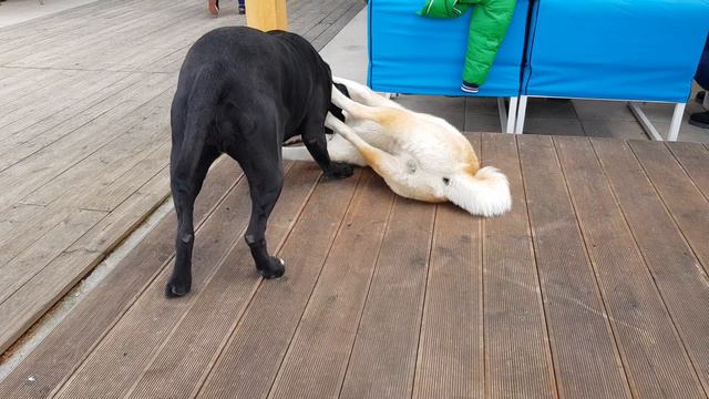 Playing dogfight Cane Corso vs Akita Inu смотреть онлайн