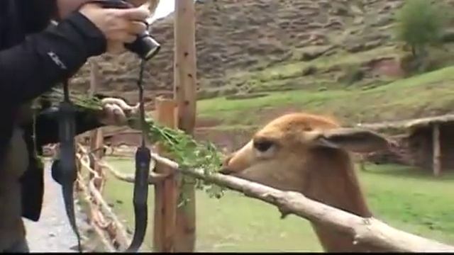 Альпака - в горном Перу. Небольшая подборка видео роликов об Альпаке. смотреть онлайн
