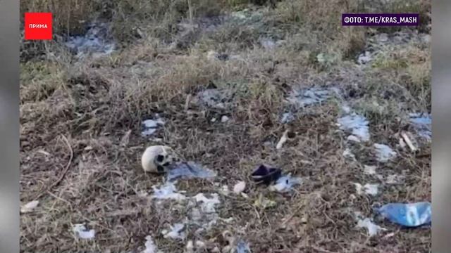 В Покровке нашли человеческие кости смотреть онлайн