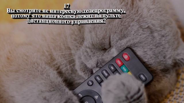 Кот хозяин дома? Проверьте, кто действительно правит вашим домом The cat is the owner of the house? смотреть онлайн