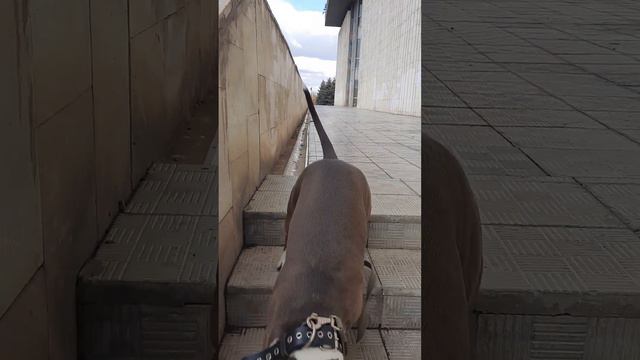 Амстафф Холли| Потеряли Бэка 😱 #стаффорд #питбуль #amstaffblue #amstaff смотреть онлайн
