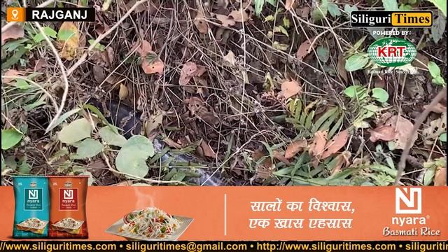 11 feet long python rescued from Rajganj's tea garden (Hindi) смотреть онлайн