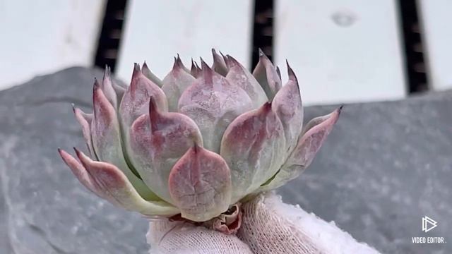 Echeveria Jackal