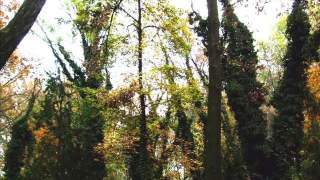 ТАШКЕНТ - ПАРК ГАФУРА ГУЛЯМА.wmv смотреть онлайн