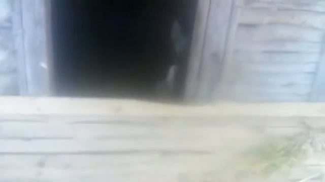 Петух незабудка смотреть онлайн