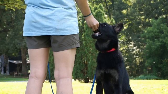 Master Dog Trainer School - Learn to Be a Dog Trainer http://internationaldogtrainerschool.com/ смотреть онлайн