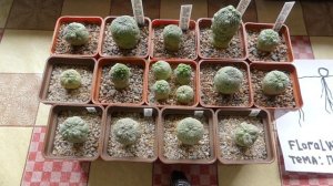 ПСЕВДОЛИТОСЫ - Мой Небольшой Опыт Посева | Что с Пикировкой Семян...