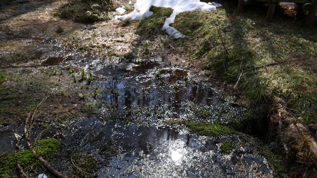 Spring thaw (Lysichiton) смотреть онлайн