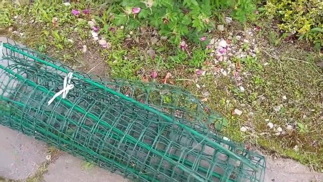 Горох, два сорта. Сравниваем всхожесть и мой лайфхак ? смотреть онлайн