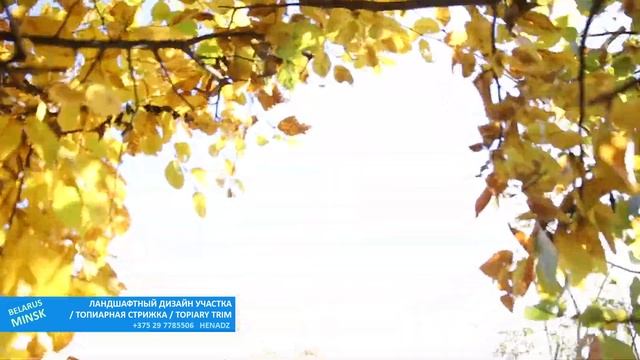 ЖИВАЯ ИЗГОРОДЬ. ГРАБ ОБЫКНОВЕННЫЙ/HEDGE_CARPINUS BETULUS смотреть онлайн