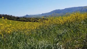 С тещей в бане есть чем заняться. История из жизни.